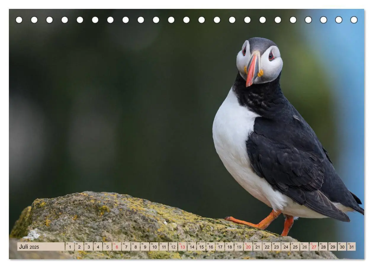 Bild: 9783435269327 | Papageitaucher - Puffins (Tischkalender 2025 DIN A5 quer), CALVENDO...