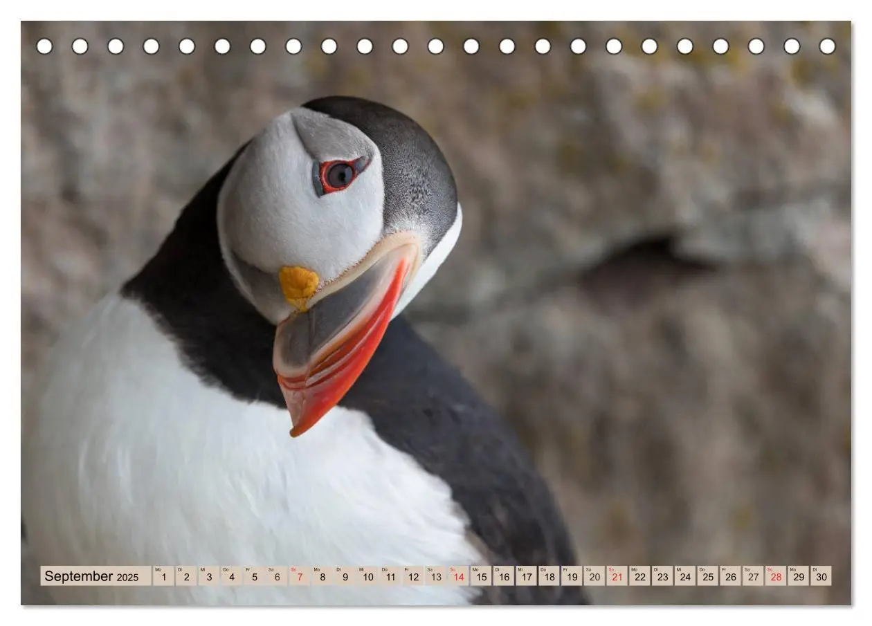 Bild: 9783435269327 | Papageitaucher - Puffins (Tischkalender 2025 DIN A5 quer), CALVENDO...