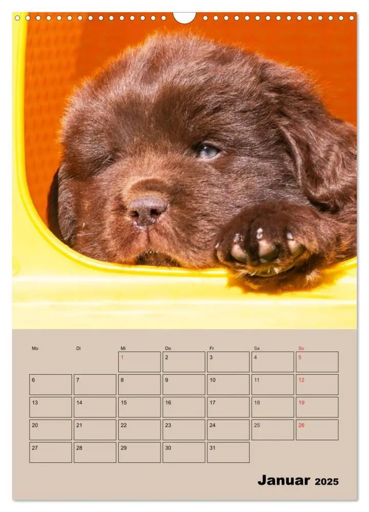 Bild: 9783435959327 | Familienplaner Neufundländer Welpen (Wandkalender 2025 DIN A3...