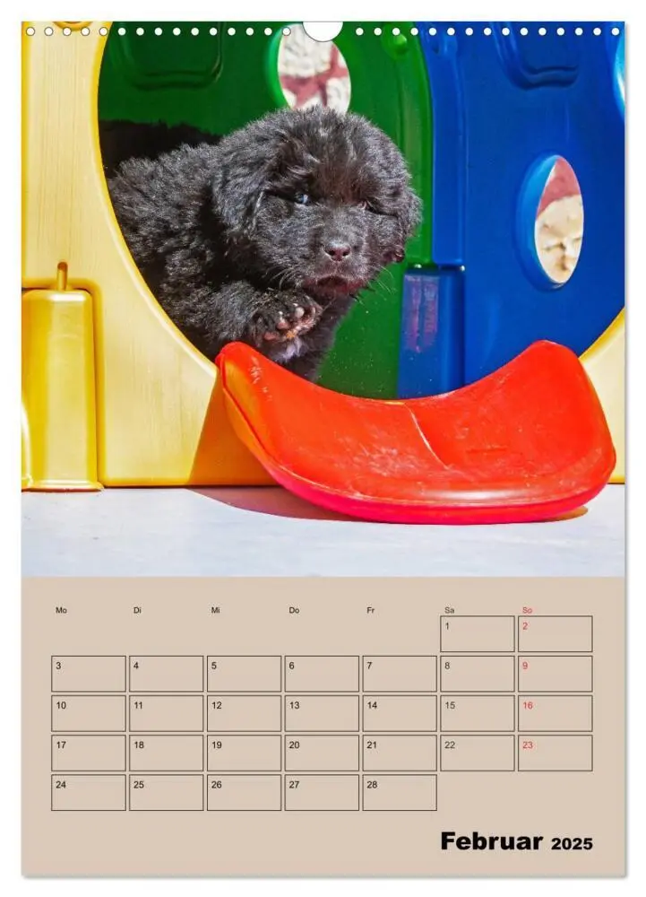 Bild: 9783435959327 | Familienplaner Neufundländer Welpen (Wandkalender 2025 DIN A3...