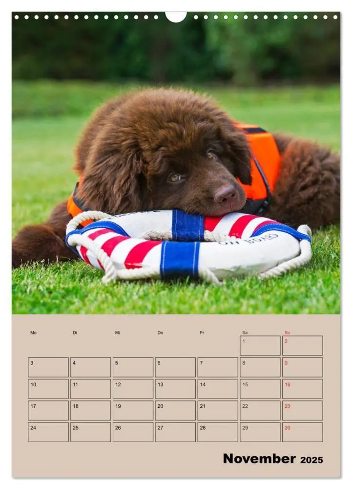 Bild: 9783435959327 | Familienplaner Neufundländer Welpen (Wandkalender 2025 DIN A3...