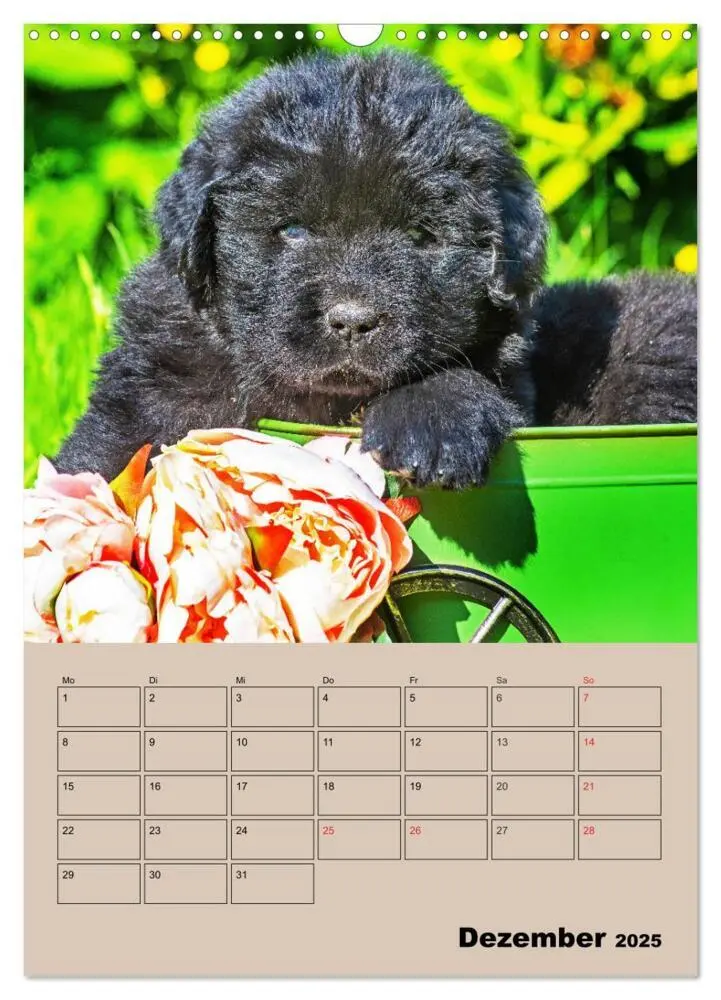 Bild: 9783435959327 | Familienplaner Neufundländer Welpen (Wandkalender 2025 DIN A3...