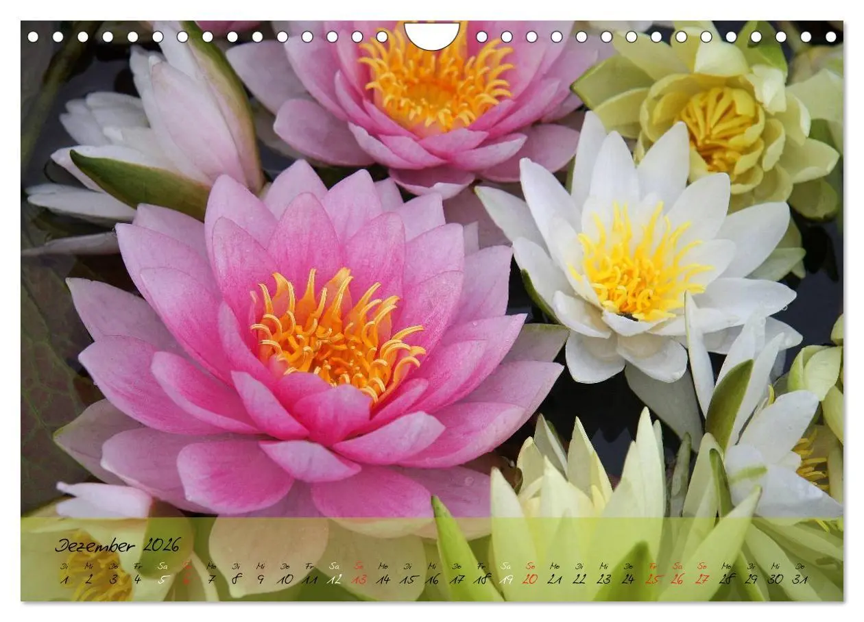 Bild: 9783516069327 | Blüten dicht an dicht (Wandkalender 2026 DIN A4 quer), CALVENDO...