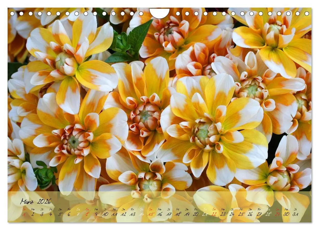 Bild: 9783516069327 | Blüten dicht an dicht (Wandkalender 2026 DIN A4 quer), CALVENDO...