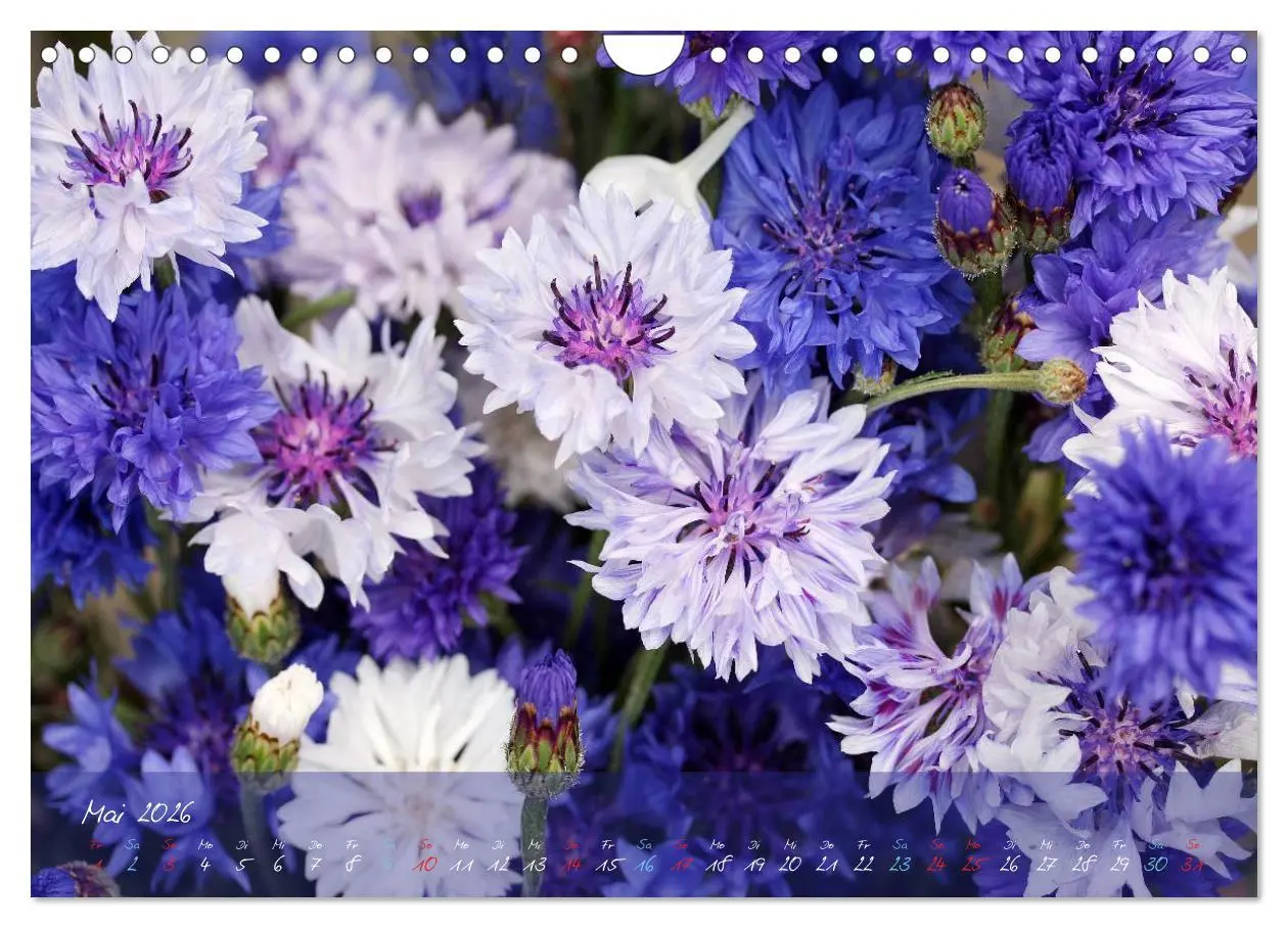 Bild: 9783516069327 | Blüten dicht an dicht (Wandkalender 2026 DIN A4 quer), CALVENDO...