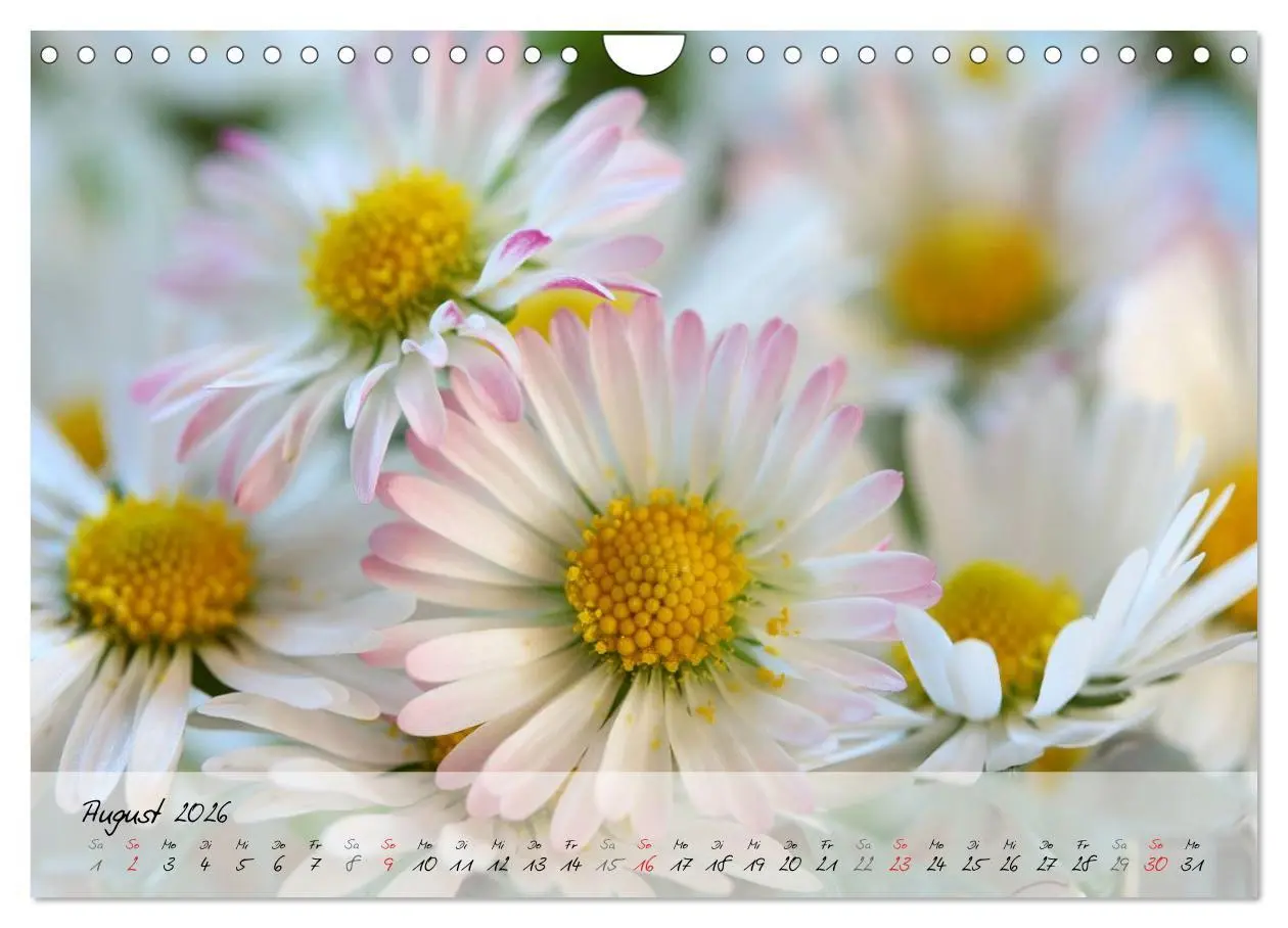 Bild: 9783516069327 | Blüten dicht an dicht (Wandkalender 2026 DIN A4 quer), CALVENDO...