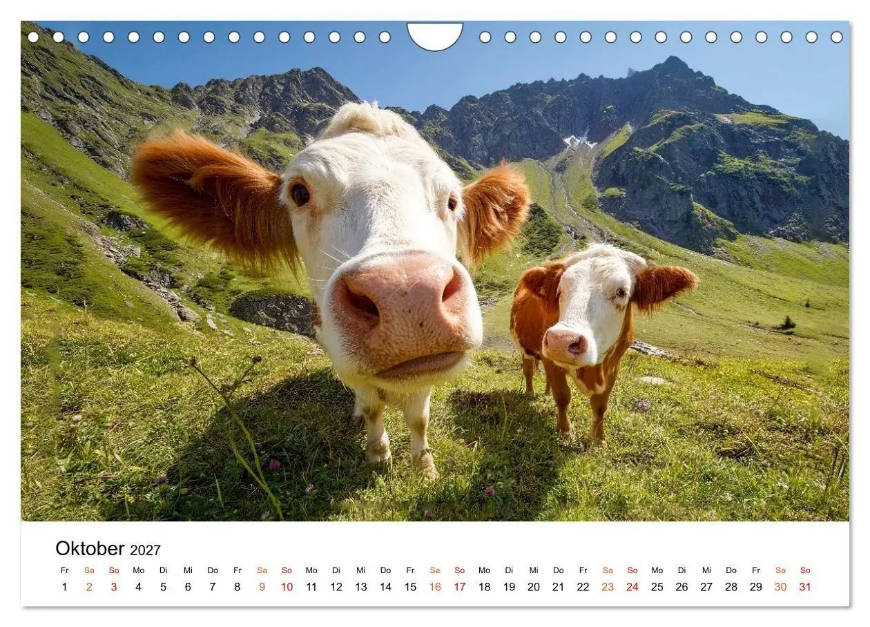 Bild: 9783516819427 | Bergkühe auf der Alm - Natur pur (Wandkalender 2027 DIN A4 quer),...