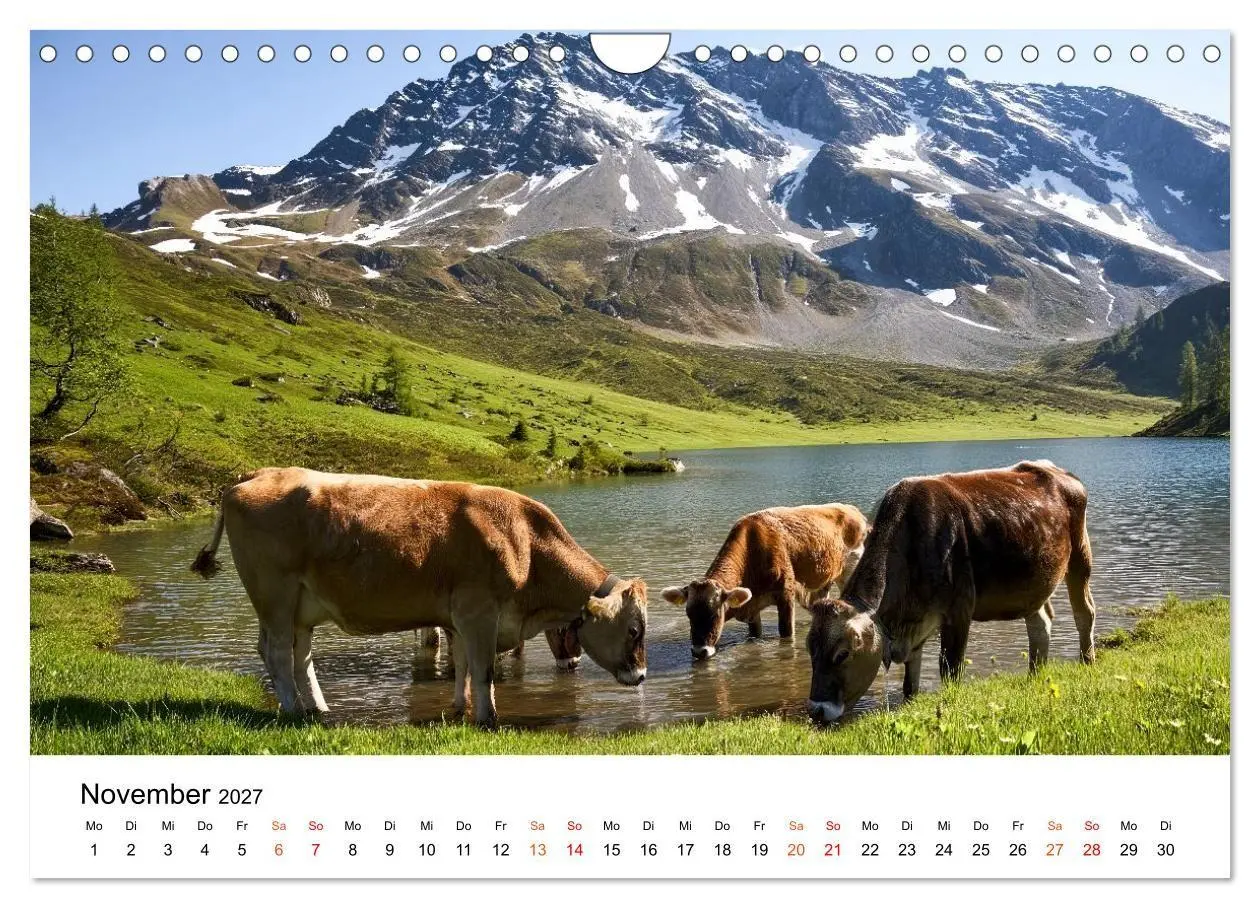 Bild: 9783516819427 | Bergkühe auf der Alm - Natur pur (Wandkalender 2027 DIN A4 quer),...