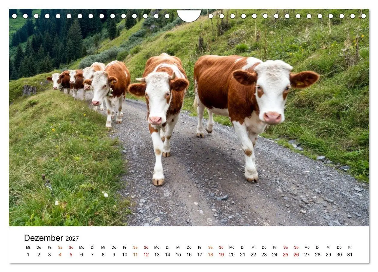 Bild: 9783516819427 | Bergkühe auf der Alm - Natur pur (Wandkalender 2027 DIN A4 quer),...