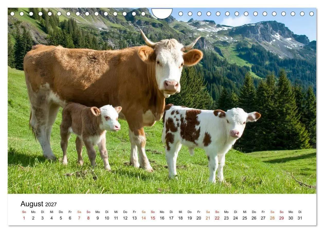 Bild: 9783516819427 | Bergkühe auf der Alm - Natur pur (Wandkalender 2027 DIN A4 quer),...