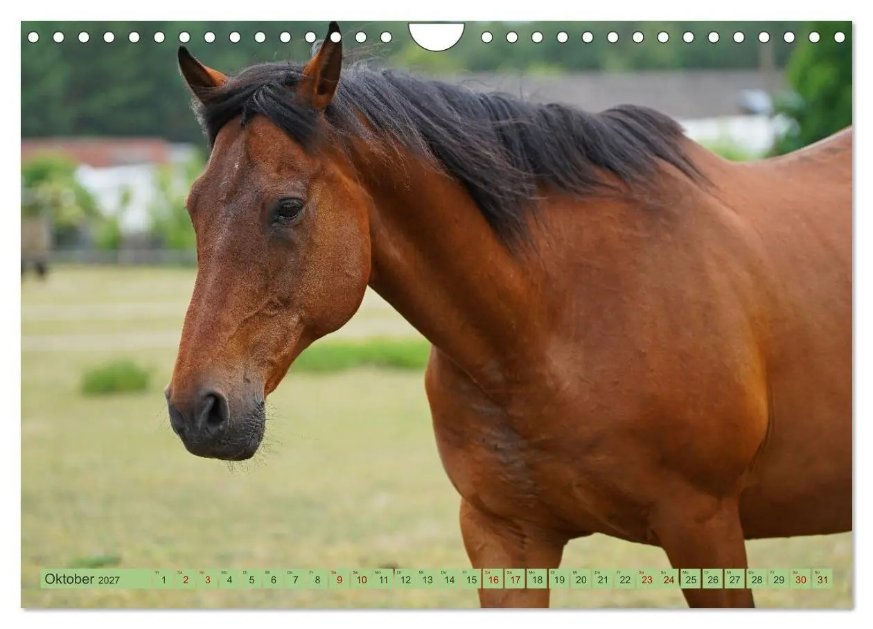 Bild: 9783569389427 | Faszination Trakehner (Wandkalender 2027 DIN A4 quer), CALVENDO...