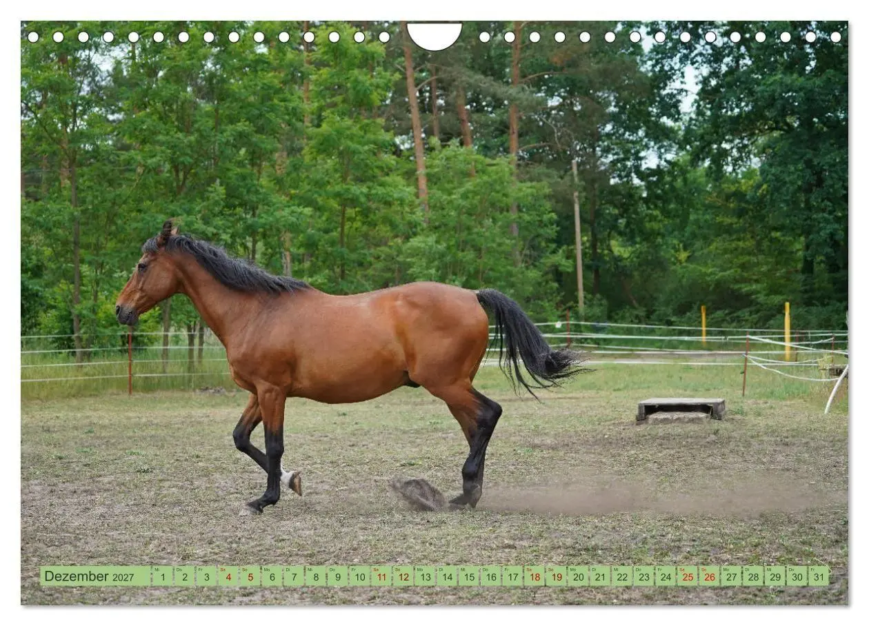 Bild: 9783569389427 | Faszination Trakehner (Wandkalender 2027 DIN A4 quer), CALVENDO...