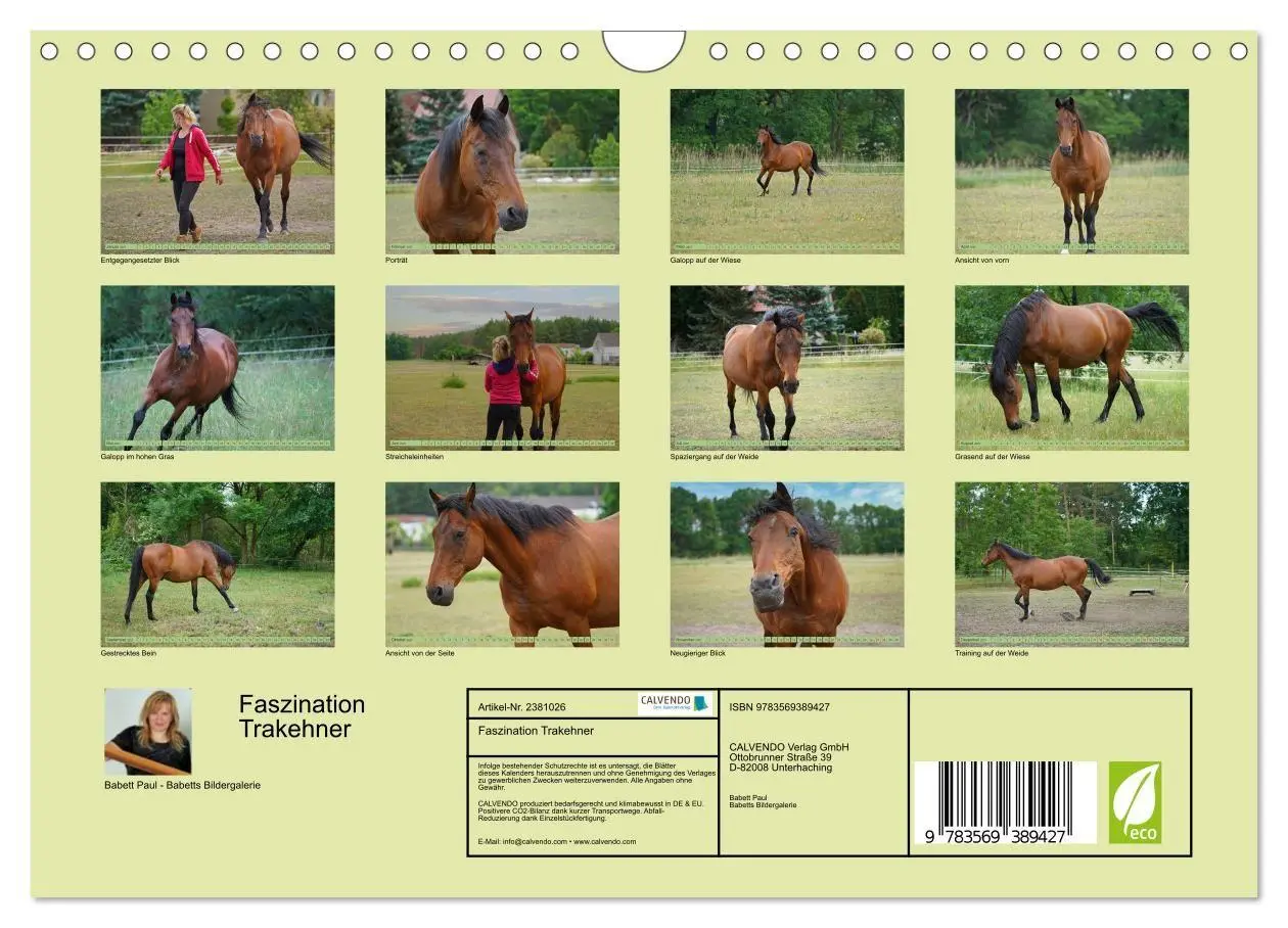 Bild: 9783569389427 | Faszination Trakehner (Wandkalender 2027 DIN A4 quer), CALVENDO...
