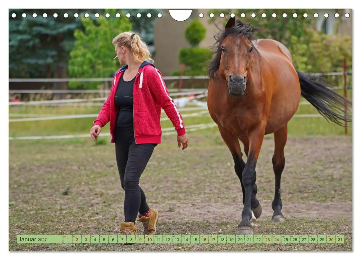 Bild: 9783569389427 | Faszination Trakehner (Wandkalender 2027 DIN A4 quer), CALVENDO...