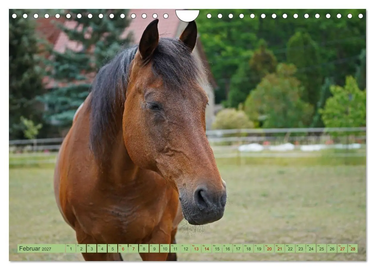 Bild: 9783569389427 | Faszination Trakehner (Wandkalender 2027 DIN A4 quer), CALVENDO...