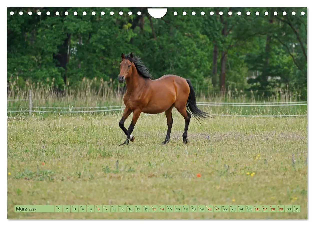 Bild: 9783569389427 | Faszination Trakehner (Wandkalender 2027 DIN A4 quer), CALVENDO...
