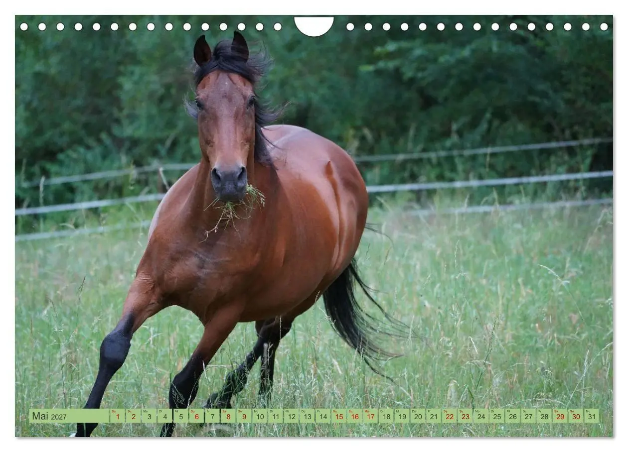 Bild: 9783569389427 | Faszination Trakehner (Wandkalender 2027 DIN A4 quer), CALVENDO...