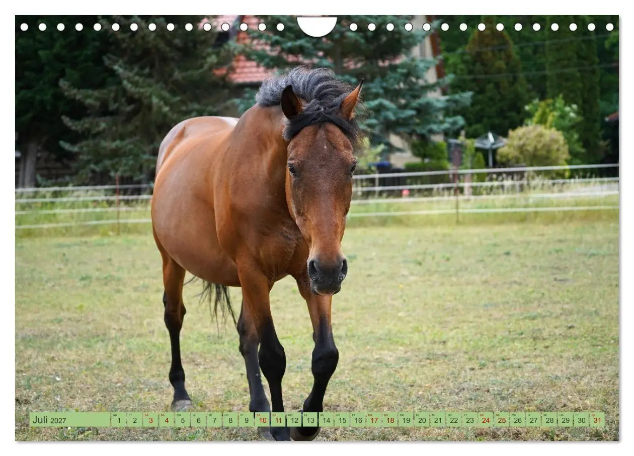 Bild: 9783569389427 | Faszination Trakehner (Wandkalender 2027 DIN A4 quer), CALVENDO...