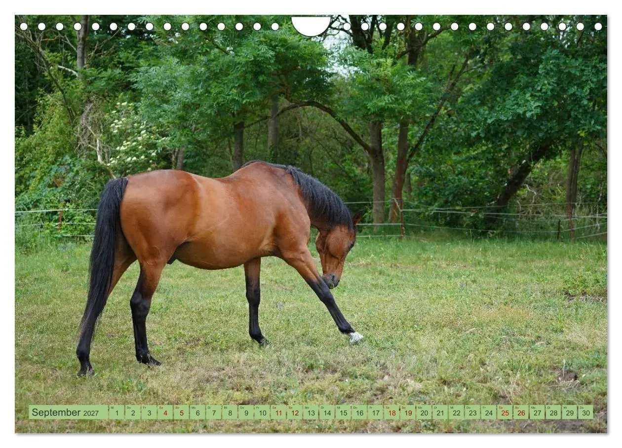 Bild: 9783569389427 | Faszination Trakehner (Wandkalender 2027 DIN A4 quer), CALVENDO...