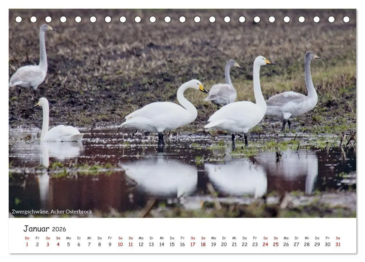 Bild: 9783516729627 | Emsland Impressionen (Tischkalender 2026 DIN A5 quer), CALVENDO...