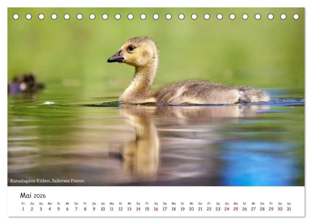 Bild: 9783516729627 | Emsland Impressionen (Tischkalender 2026 DIN A5 quer), CALVENDO...