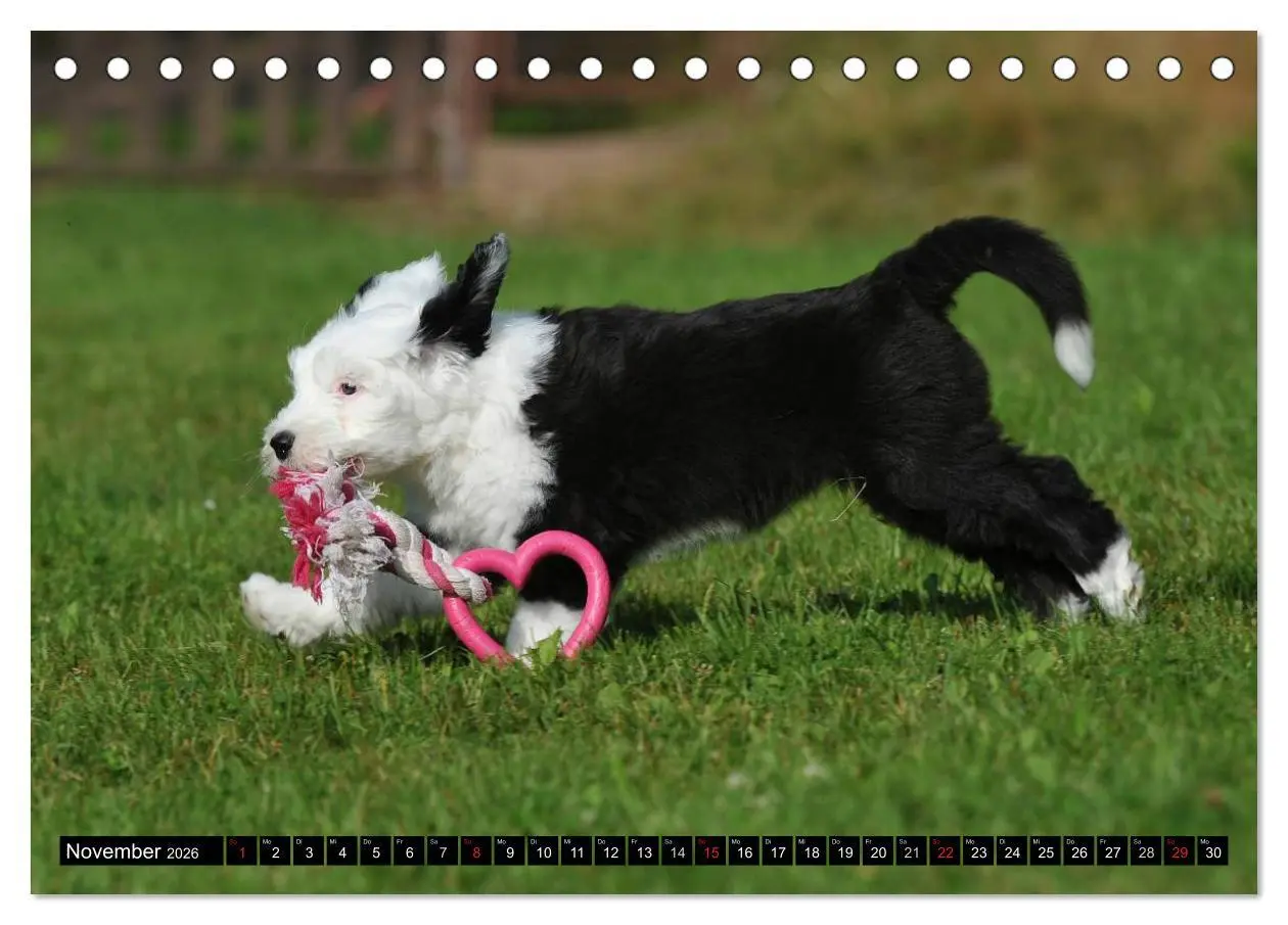 Bild: 9783516029727 | Traumhund Bobtail (Tischkalender 2026 DIN A5 quer), CALVENDO...