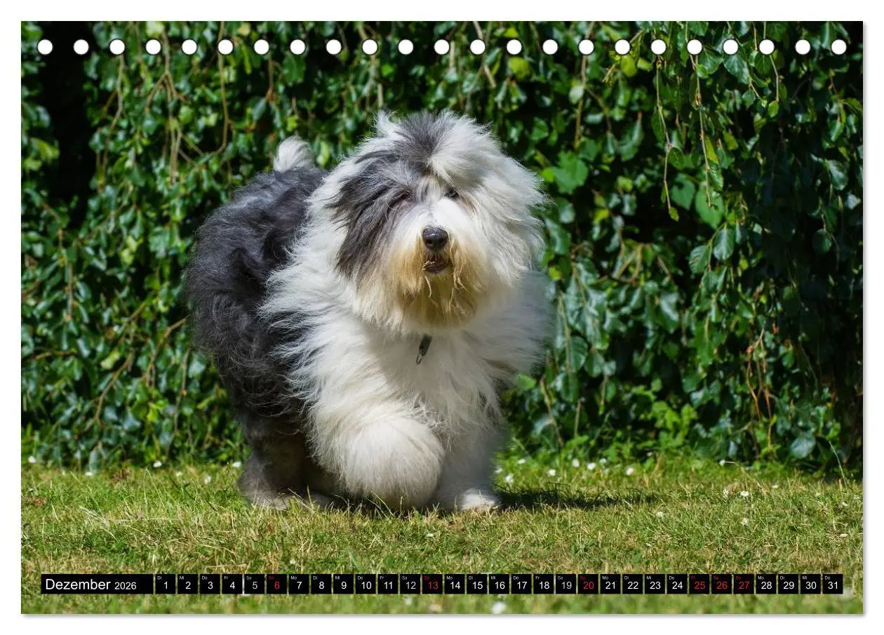Bild: 9783516029727 | Traumhund Bobtail (Tischkalender 2026 DIN A5 quer), CALVENDO...