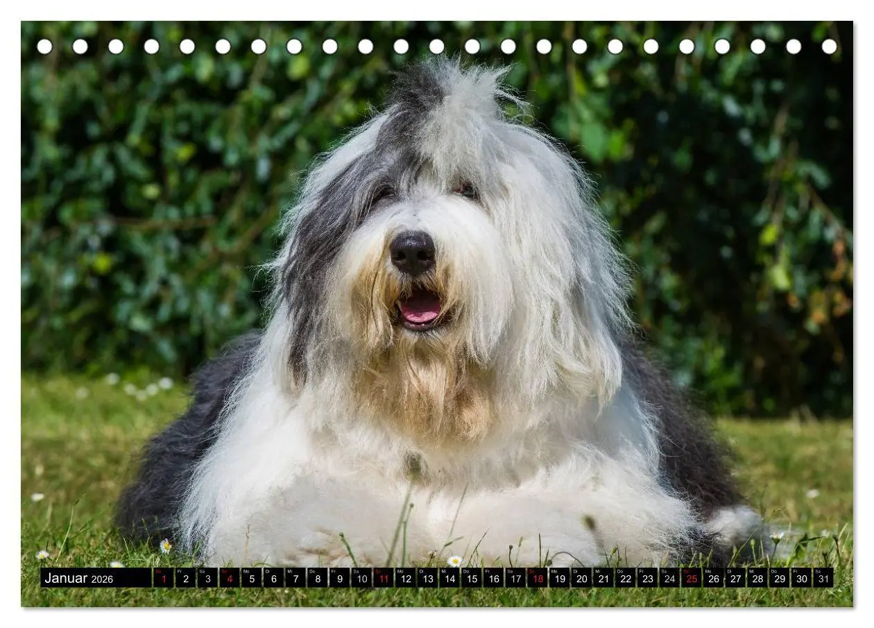 Bild: 9783516029727 | Traumhund Bobtail (Tischkalender 2026 DIN A5 quer), CALVENDO...