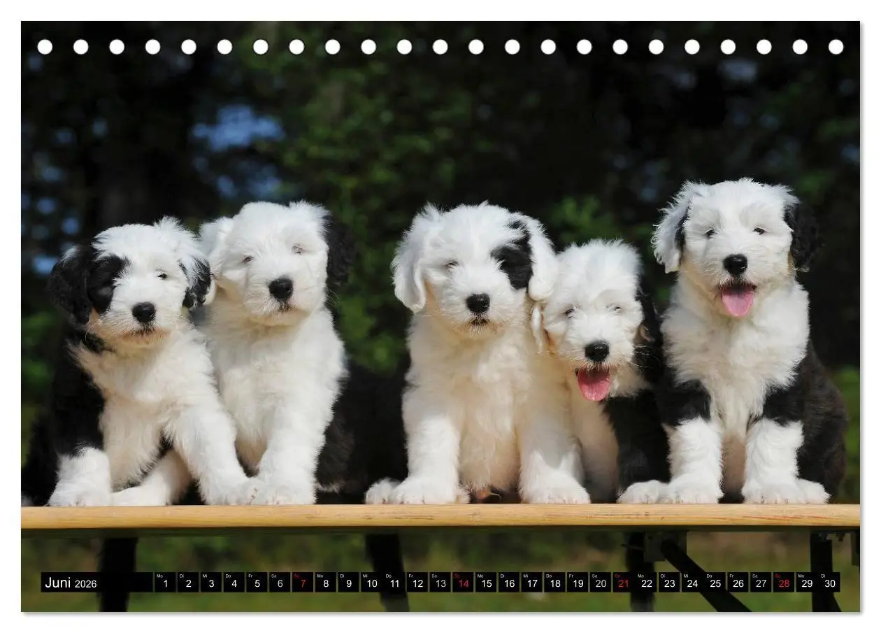 Bild: 9783516029727 | Traumhund Bobtail (Tischkalender 2026 DIN A5 quer), CALVENDO...