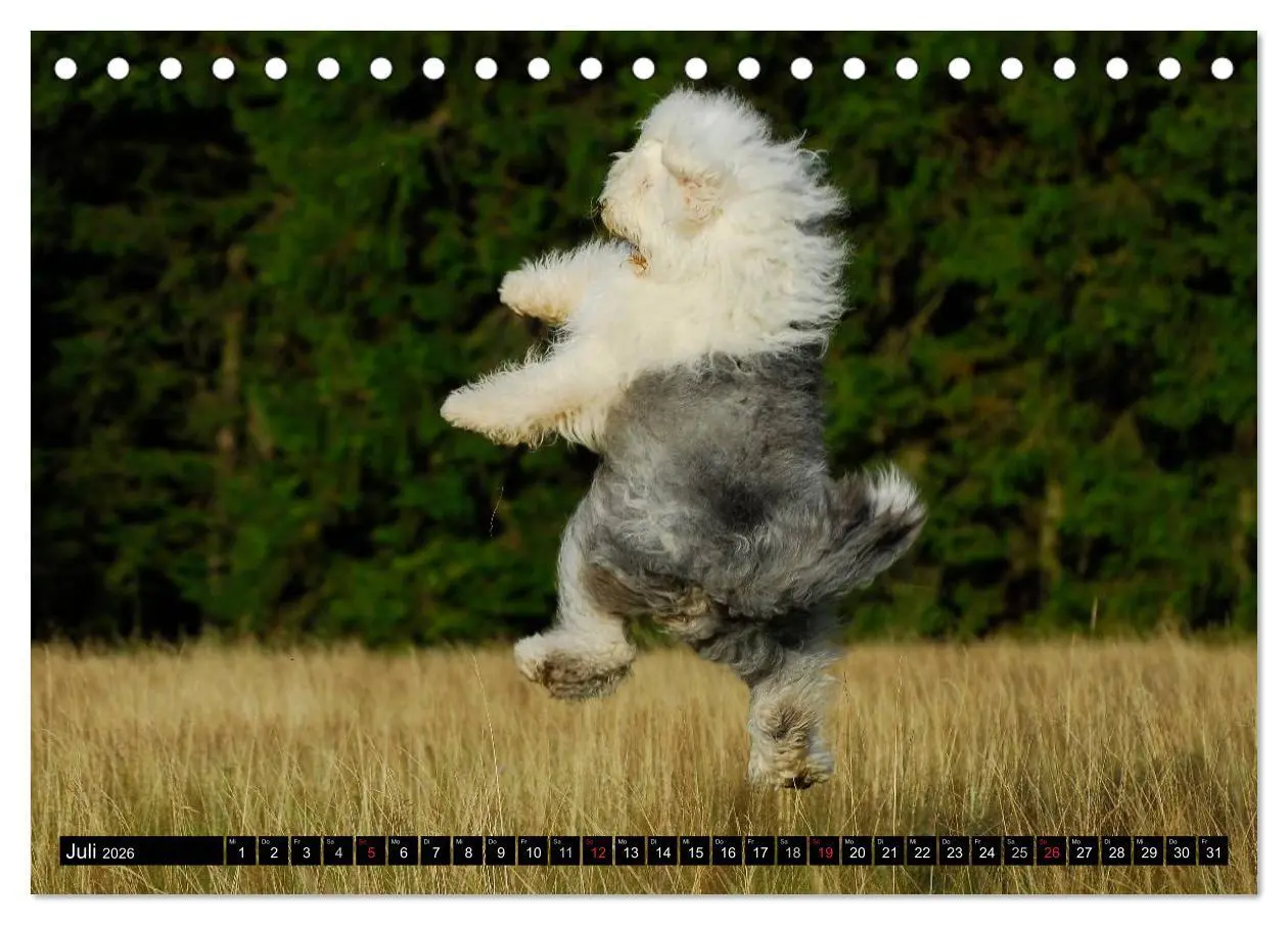 Bild: 9783516029727 | Traumhund Bobtail (Tischkalender 2026 DIN A5 quer), CALVENDO...