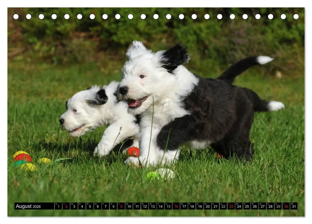 Bild: 9783516029727 | Traumhund Bobtail (Tischkalender 2026 DIN A5 quer), CALVENDO...