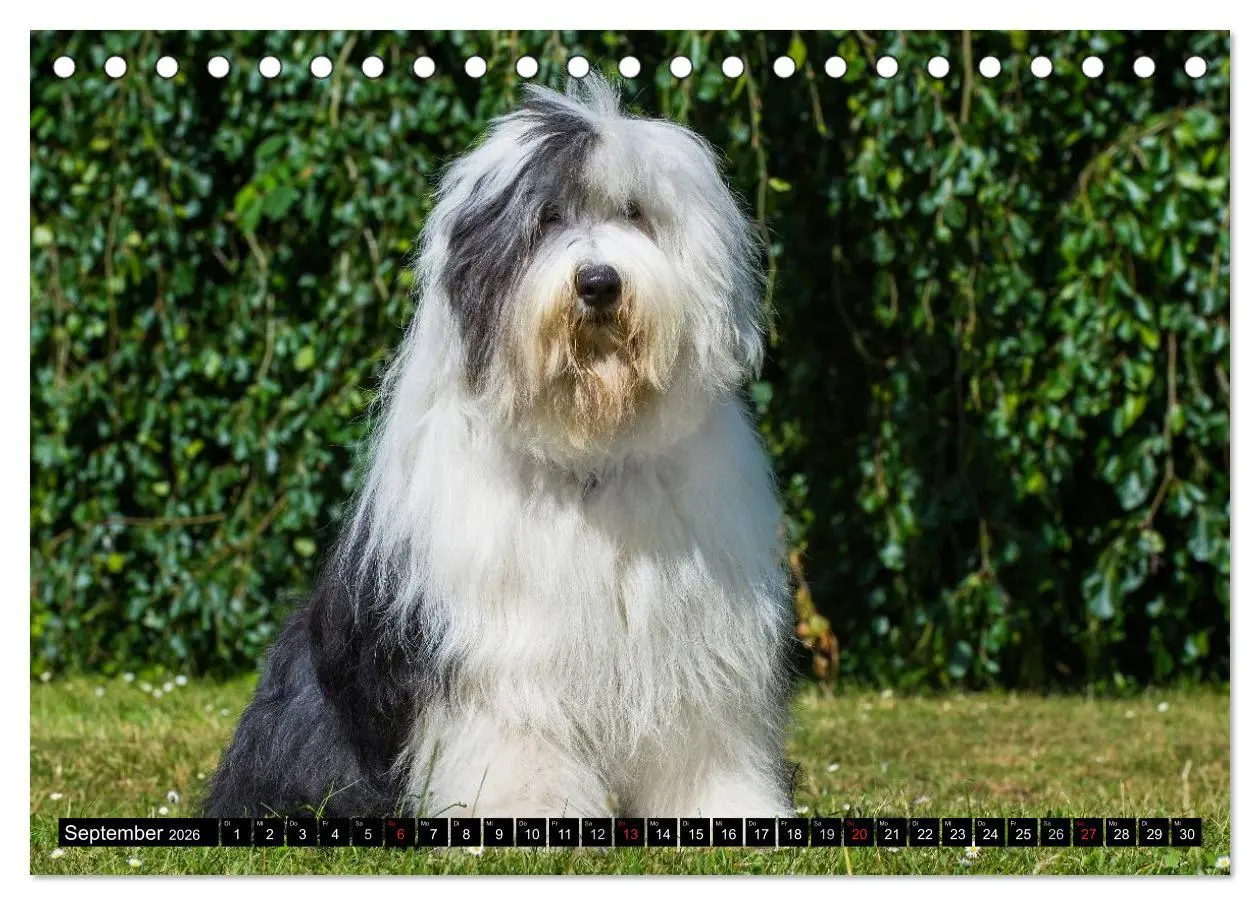 Bild: 9783516029727 | Traumhund Bobtail (Tischkalender 2026 DIN A5 quer), CALVENDO...