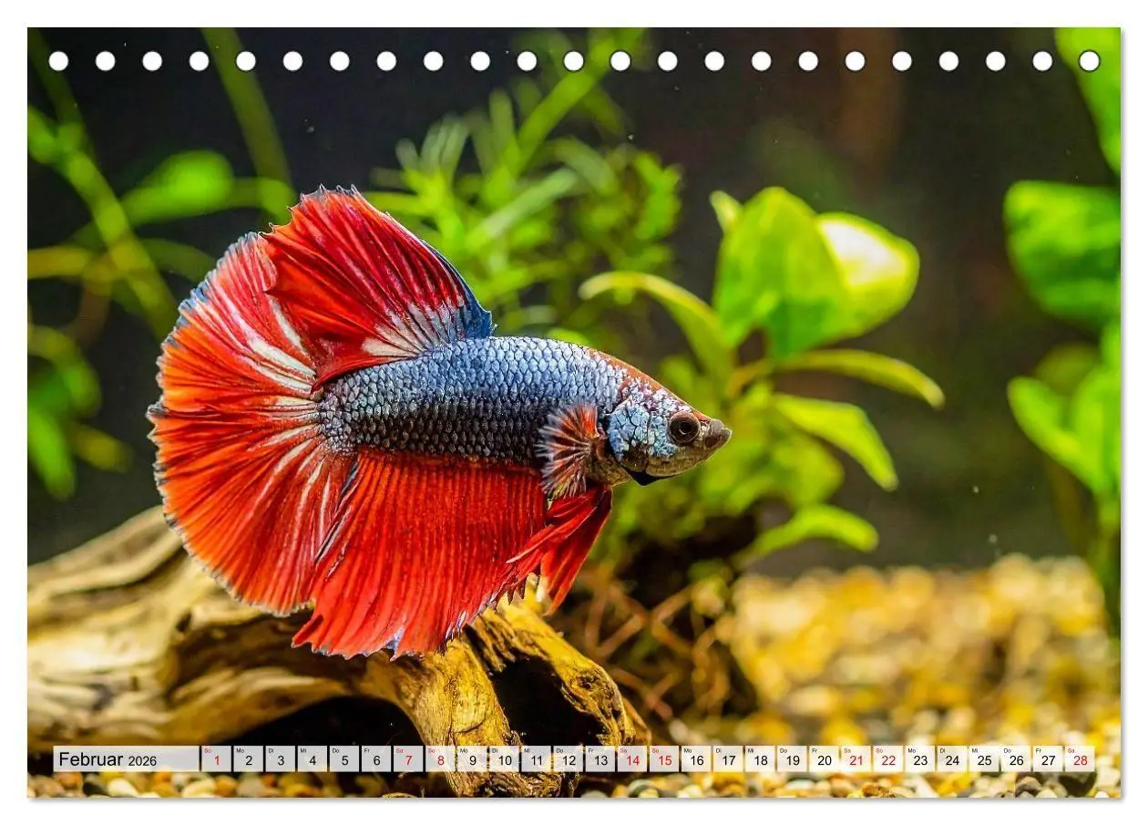 Bild: 9783516719727 | Amazonaslichter. Farben der Tiefe (Tischkalender 2026 DIN A5 quer),...