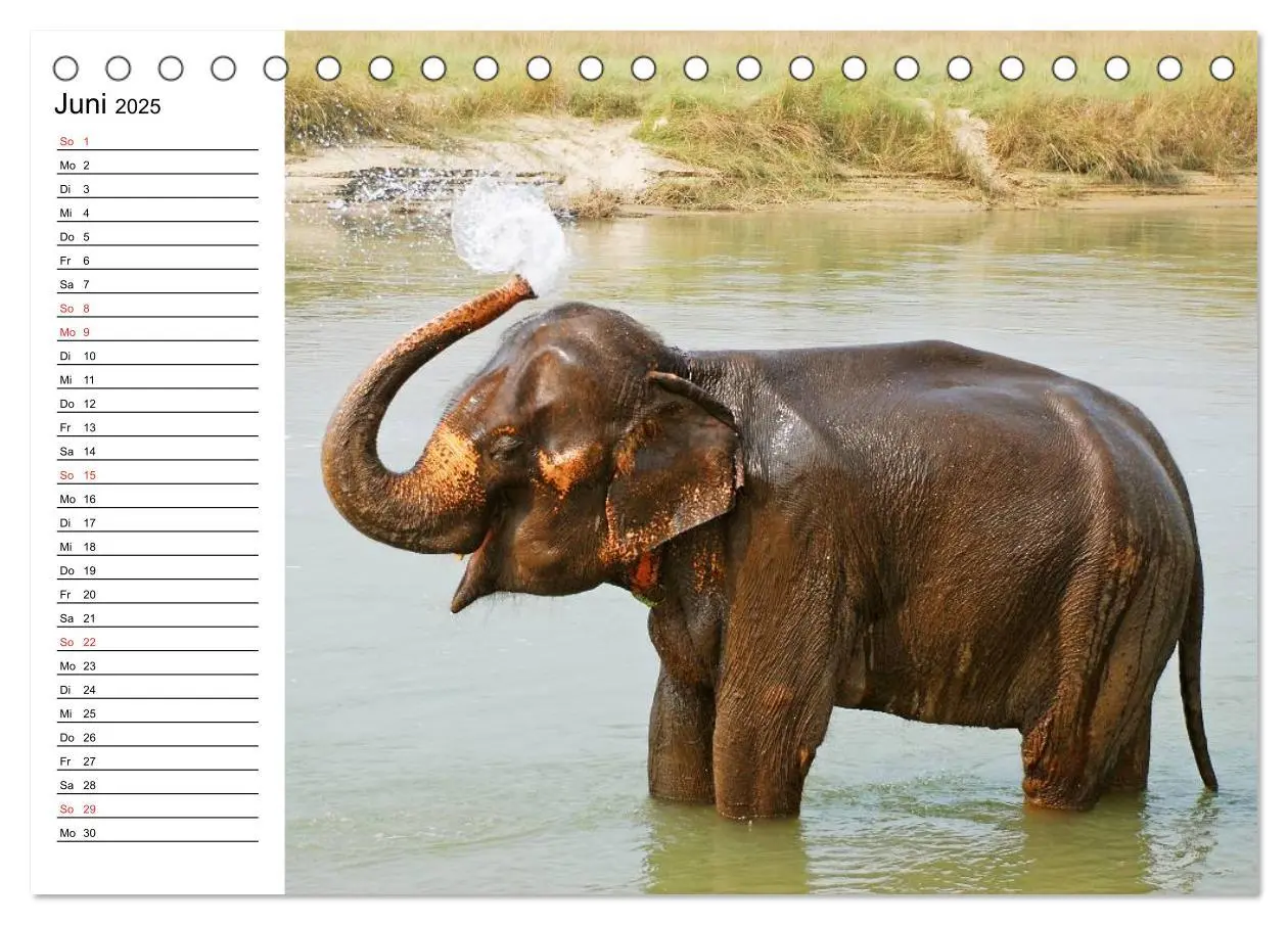 Bild: 9783435689927 | Elefanten - Wasserspaß am Strand (Tischkalender 2025 DIN A5 quer),...
