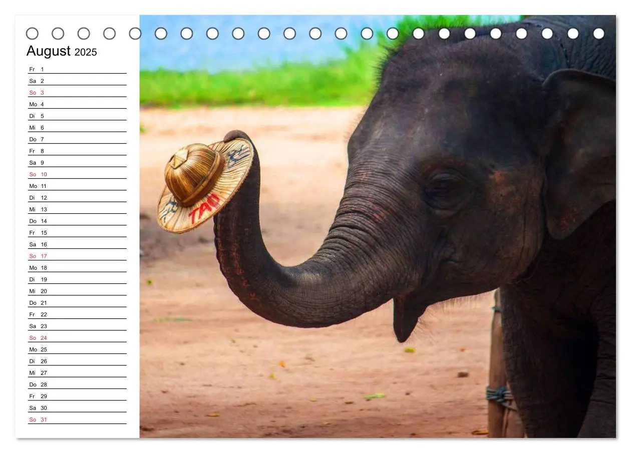 Bild: 9783435689927 | Elefanten - Wasserspaß am Strand (Tischkalender 2025 DIN A5 quer),...
