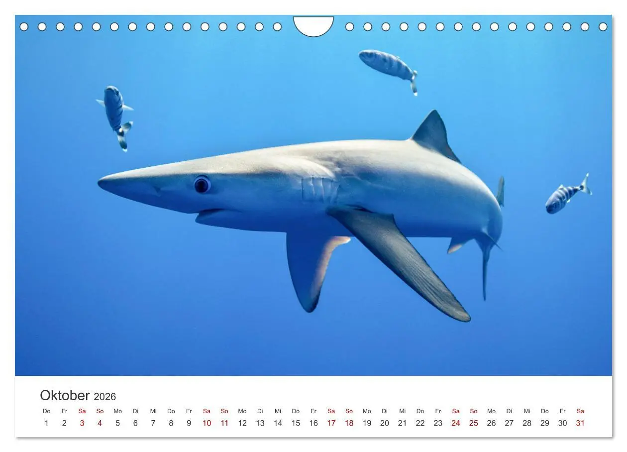 Bild: 9783457539927 | Haie - Vorsicht gefährlich! (Wandkalender 2026 DIN A4 quer),...