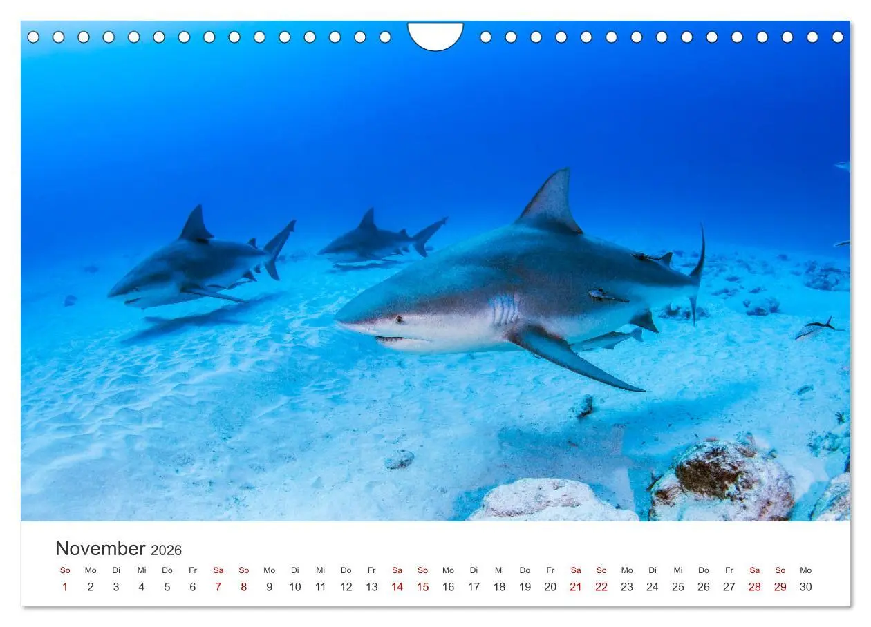 Bild: 9783457539927 | Haie - Vorsicht gefährlich! (Wandkalender 2026 DIN A4 quer),...