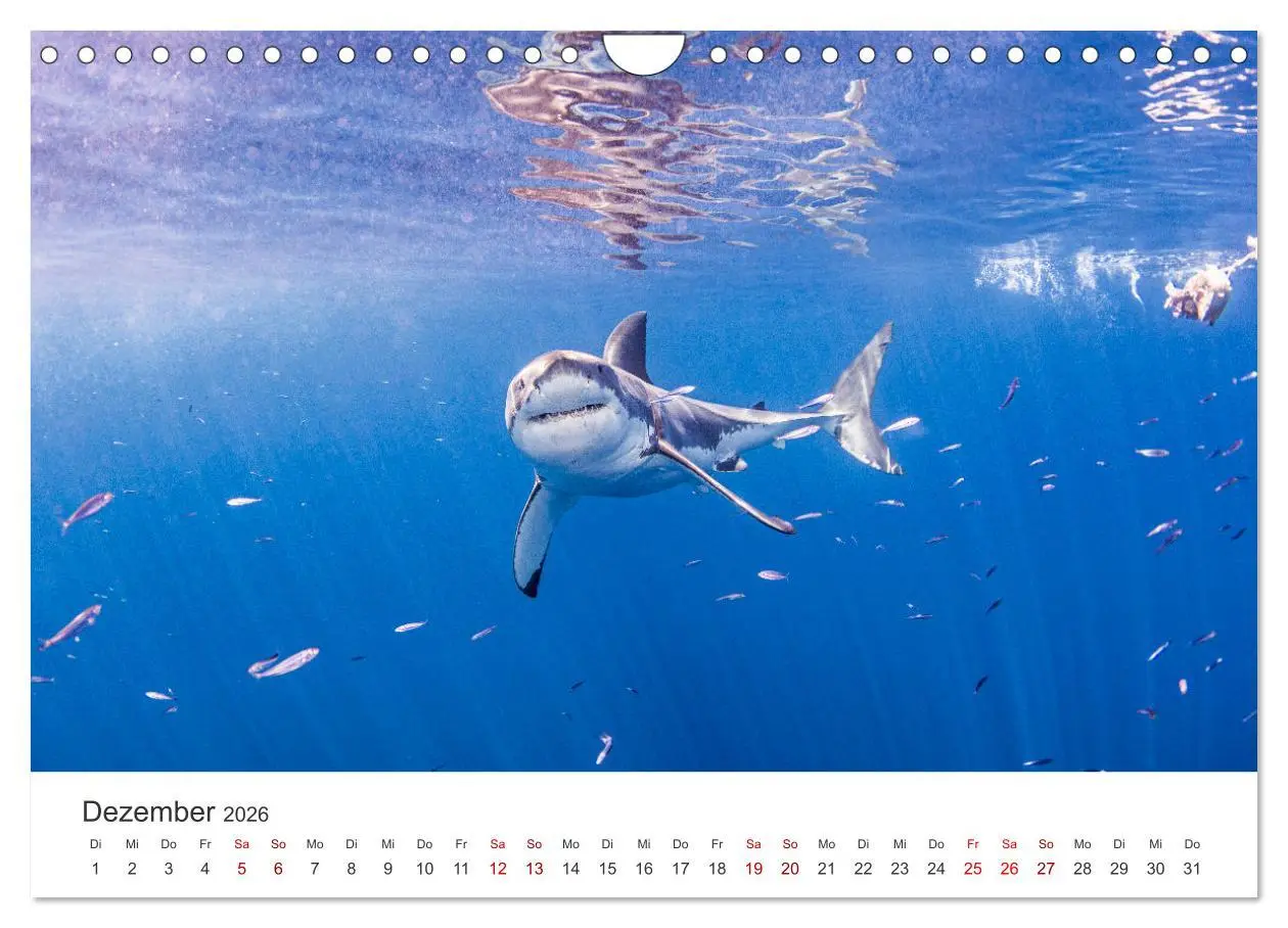 Bild: 9783457539927 | Haie - Vorsicht gefährlich! (Wandkalender 2026 DIN A4 quer),...