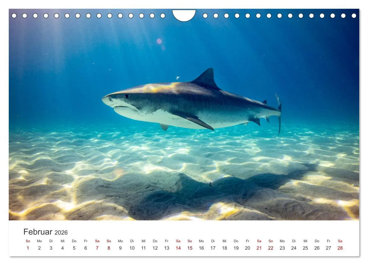 Bild: 9783457539927 | Haie - Vorsicht gefährlich! (Wandkalender 2026 DIN A4 quer),...