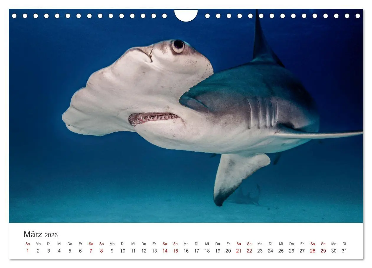 Bild: 9783457539927 | Haie - Vorsicht gefährlich! (Wandkalender 2026 DIN A4 quer),...