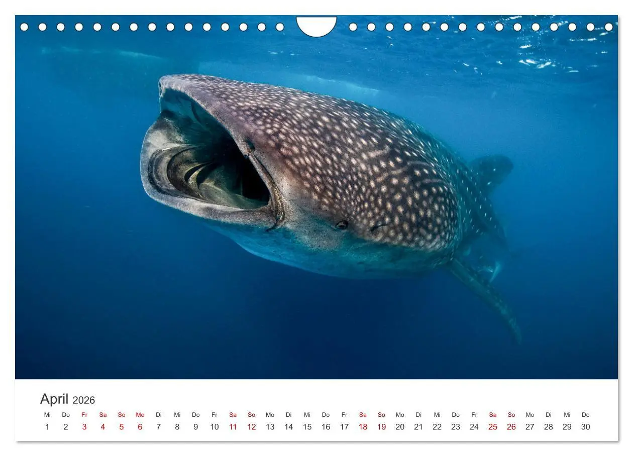 Bild: 9783457539927 | Haie - Vorsicht gefährlich! (Wandkalender 2026 DIN A4 quer),...