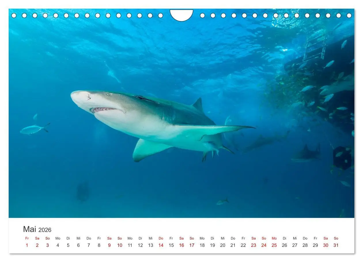 Bild: 9783457539927 | Haie - Vorsicht gefährlich! (Wandkalender 2026 DIN A4 quer),...