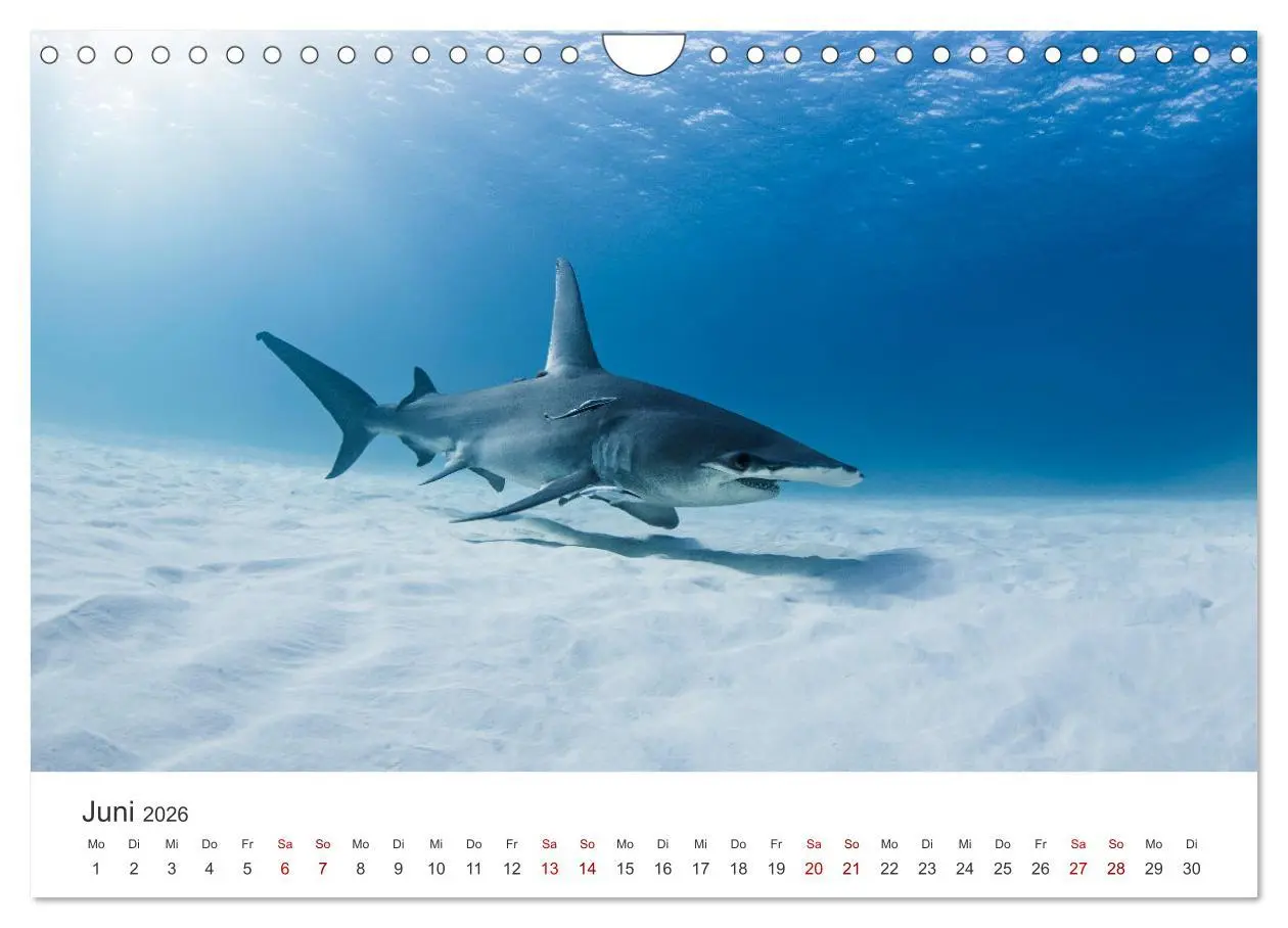 Bild: 9783457539927 | Haie - Vorsicht gefährlich! (Wandkalender 2026 DIN A4 quer),...
