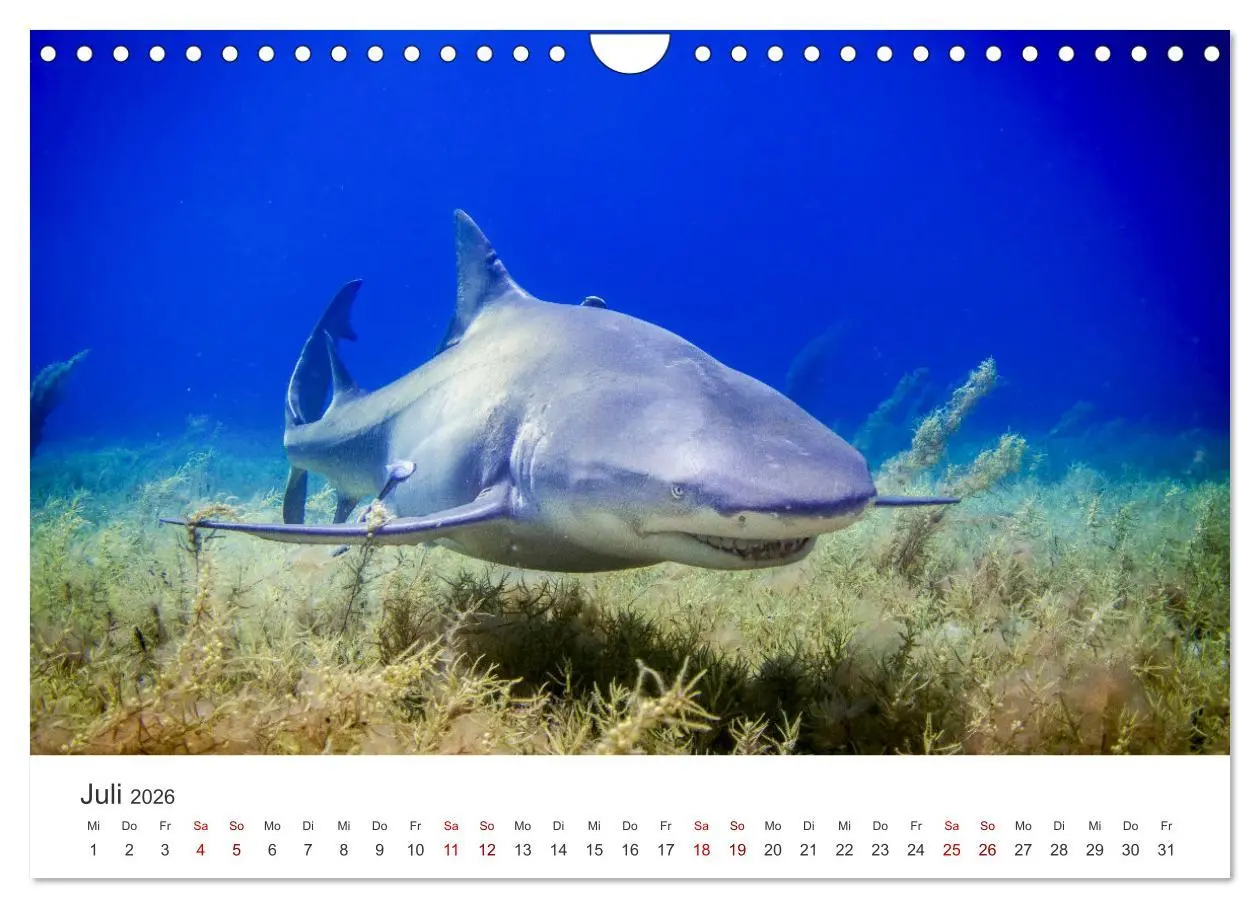 Bild: 9783457539927 | Haie - Vorsicht gefährlich! (Wandkalender 2026 DIN A4 quer),...