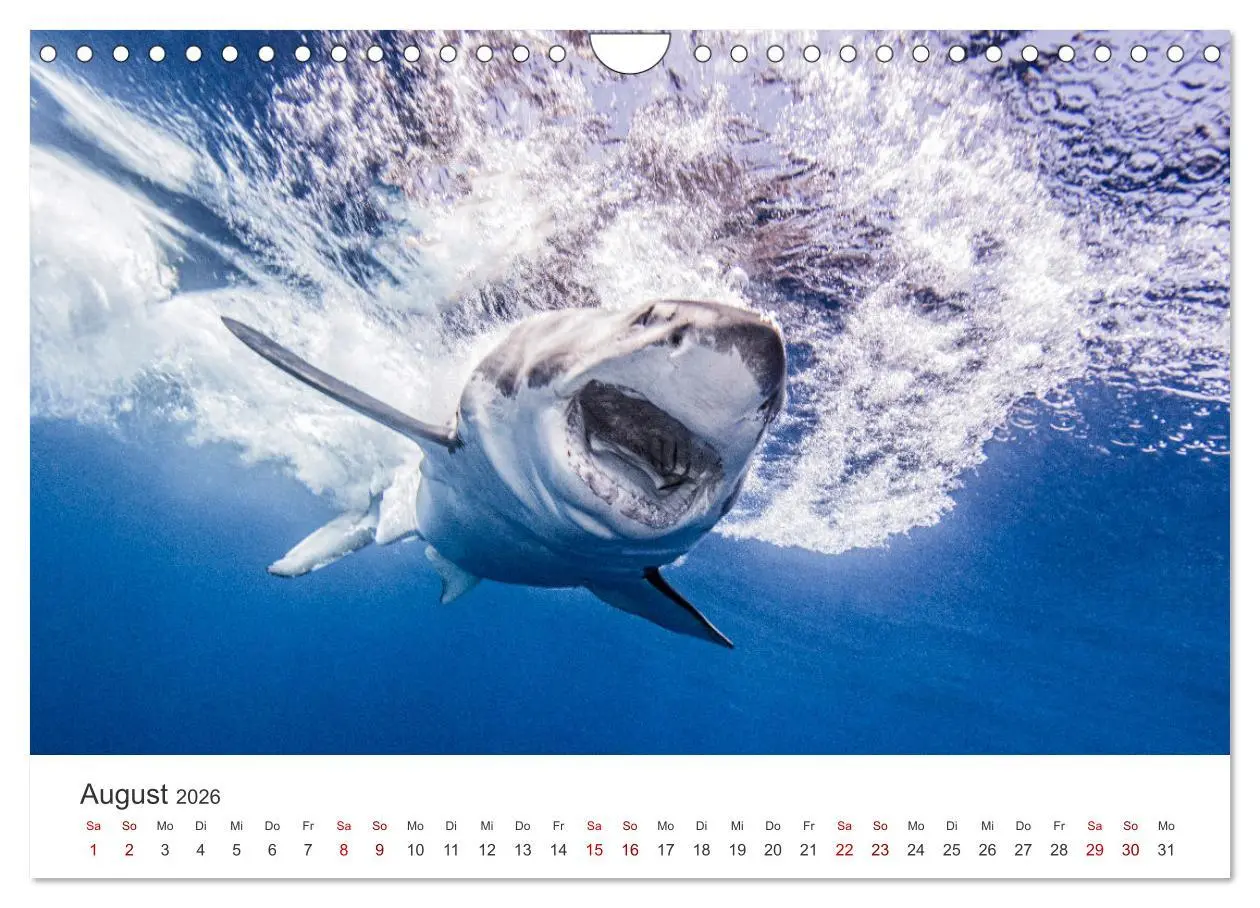Bild: 9783457539927 | Haie - Vorsicht gefährlich! (Wandkalender 2026 DIN A4 quer),...