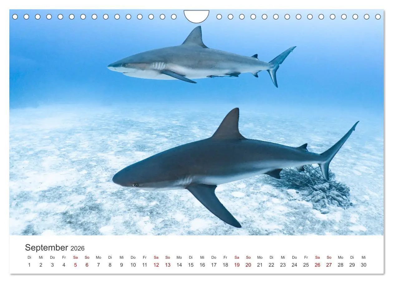 Bild: 9783457539927 | Haie - Vorsicht gefährlich! (Wandkalender 2026 DIN A4 quer),...