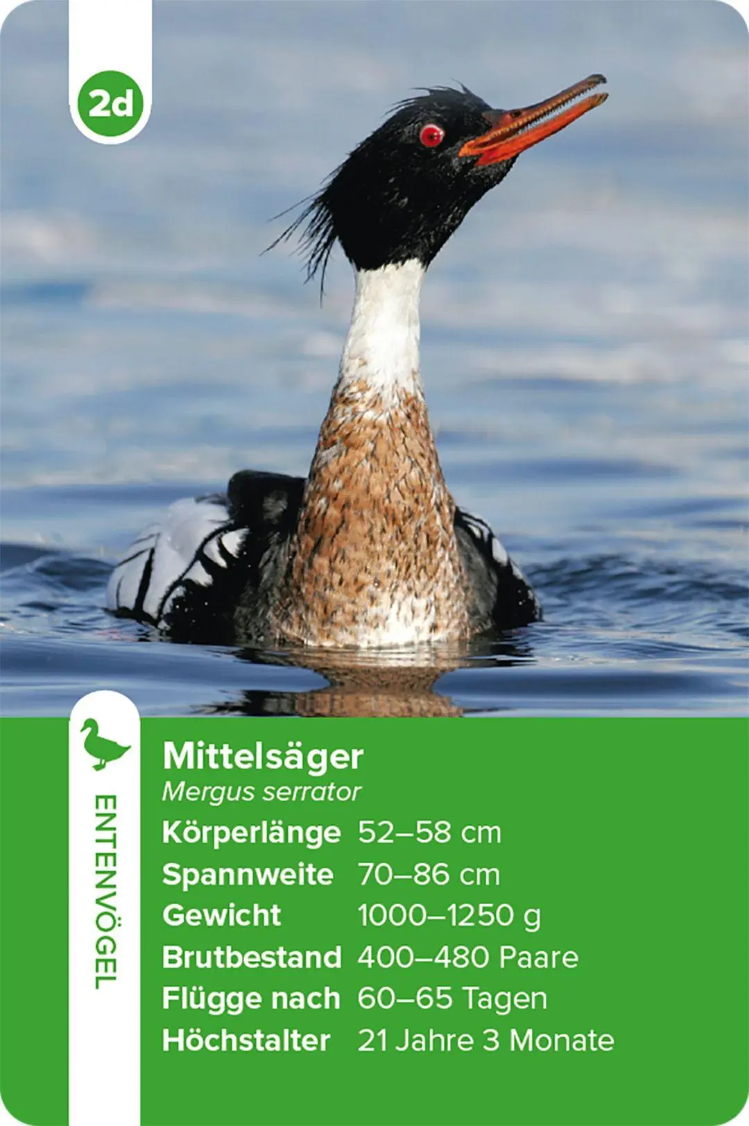 Bild: 9783258800028 | Einheimische Vogelarten - das Quartett-Spiel | Haupt Verlag | Spiel