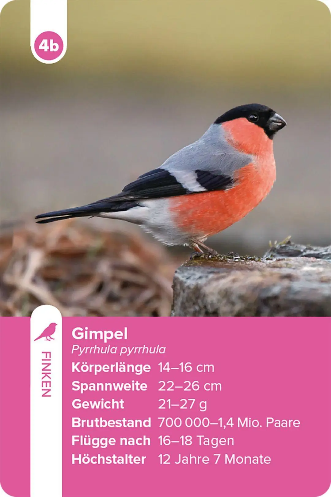 Bild: 9783258800028 | Einheimische Vogelarten - das Quartett-Spiel | Haupt Verlag | Spiel