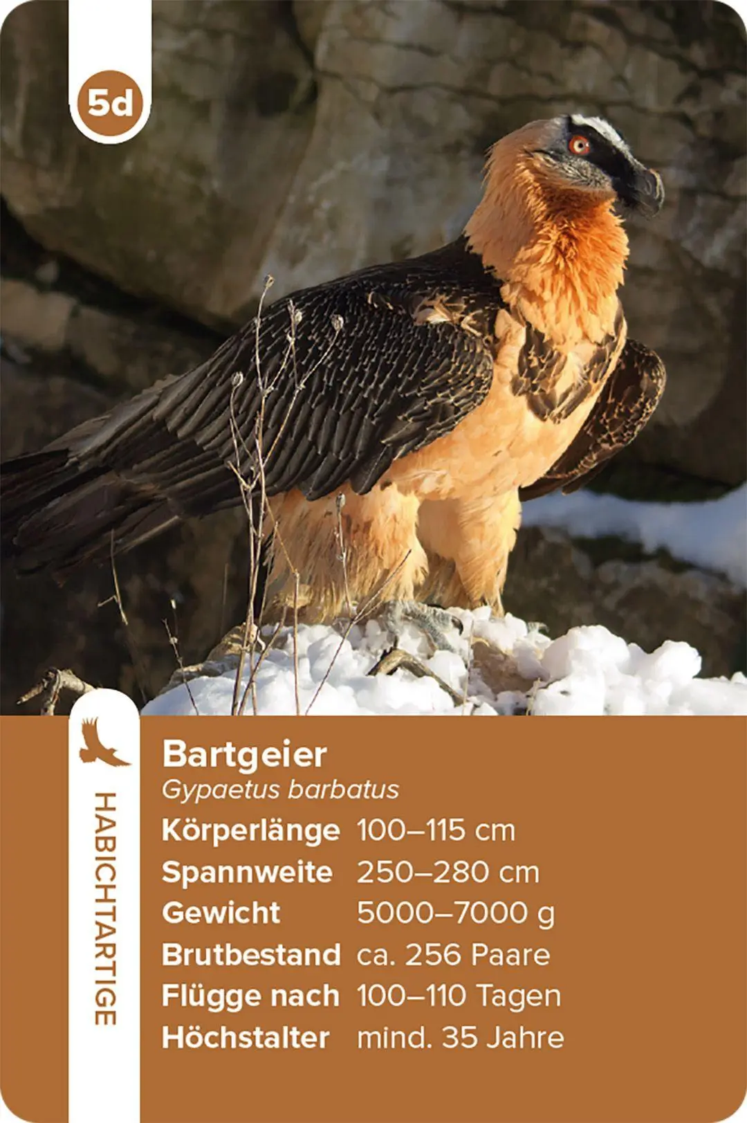 Bild: 9783258800028 | Einheimische Vogelarten - das Quartett-Spiel | Haupt Verlag | Spiel