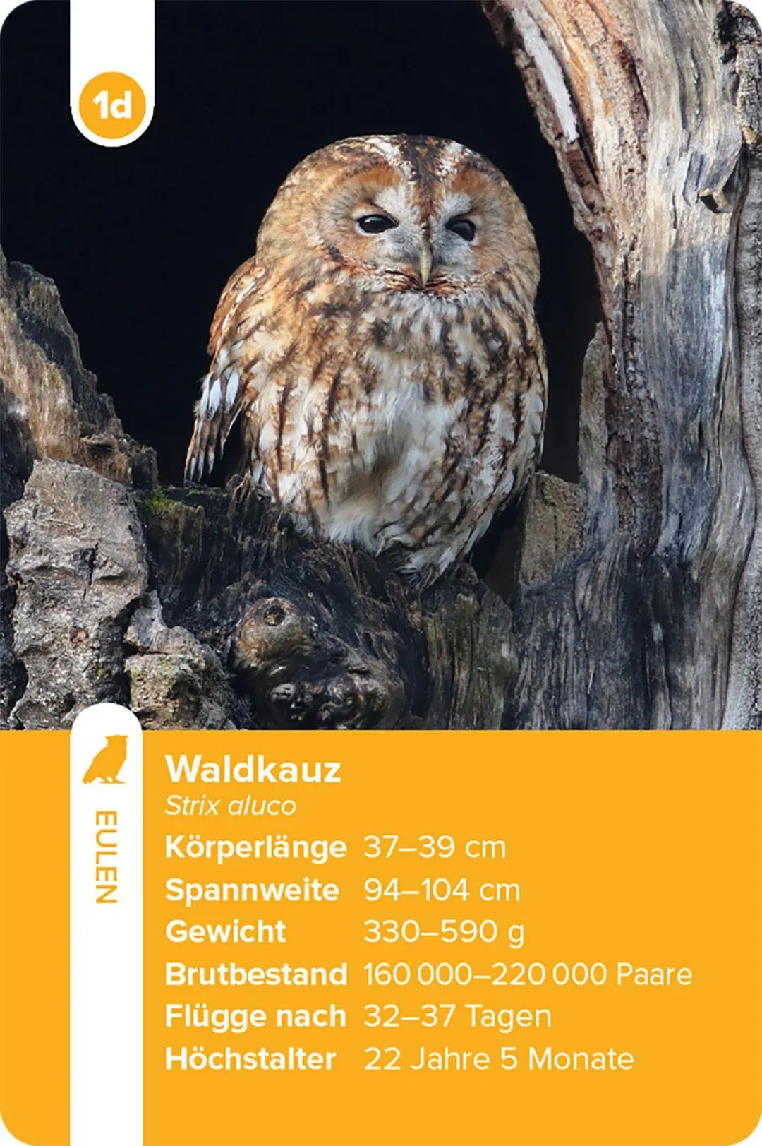 Bild: 9783258800028 | Einheimische Vogelarten - das Quartett-Spiel | Haupt Verlag | Spiel